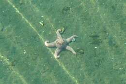 Image of Giant Pink Sea Star