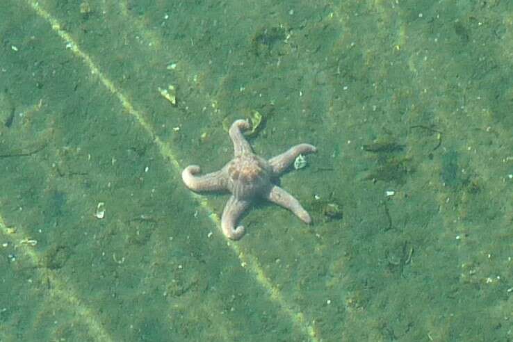 Image of Giant Pink Sea Star