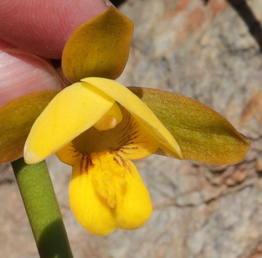 Eulophia platypetala Lindl.的圖片