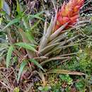 Tillandsia turneri Baker resmi