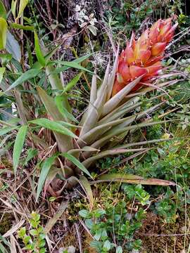 Tillandsia turneri Baker resmi