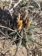 Ferocactus santa-maria Britton & Rose resmi