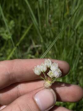 Image of bulbil onion