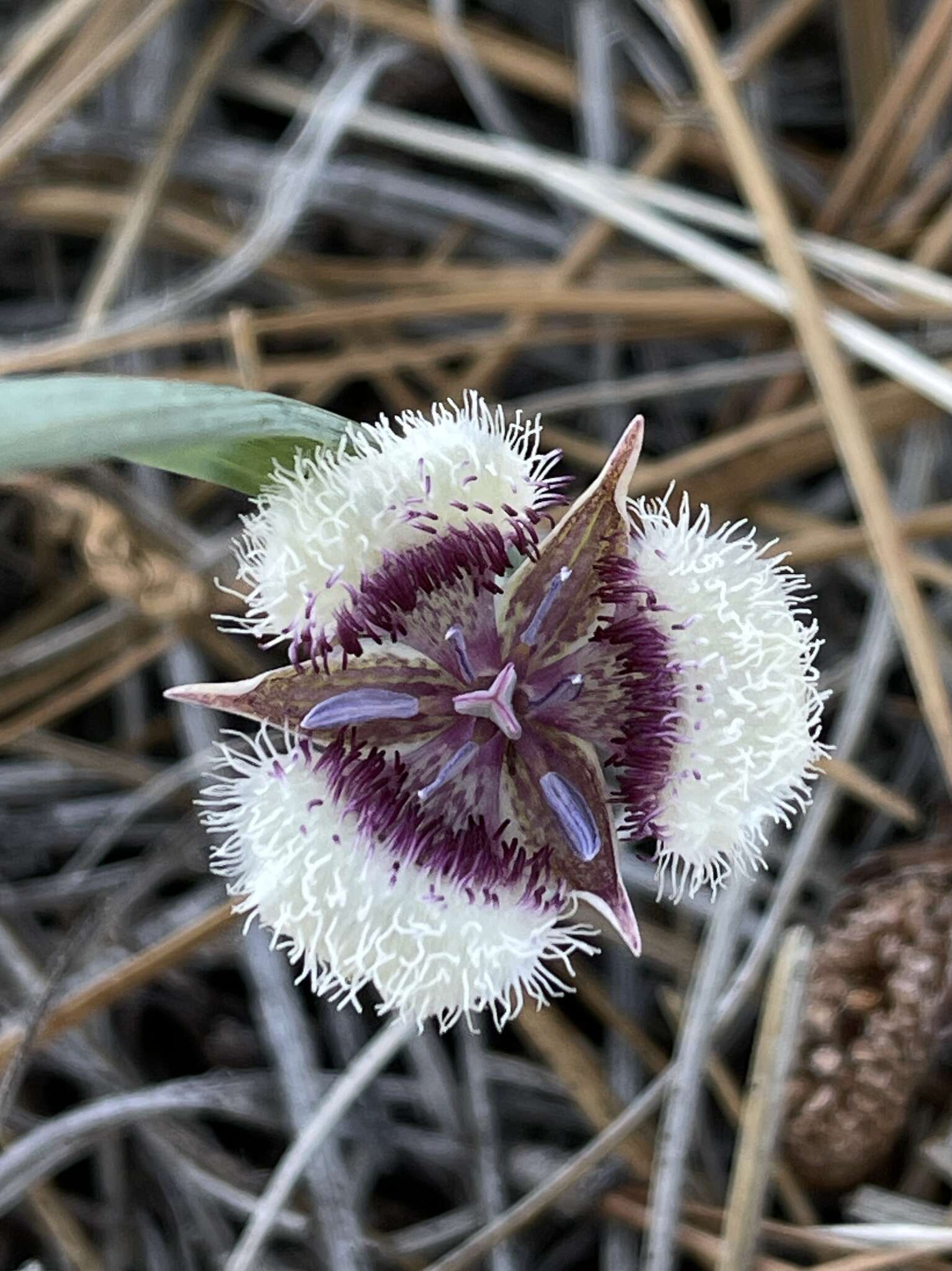 Image de Calochortus elegans var. nanus Alph. Wood