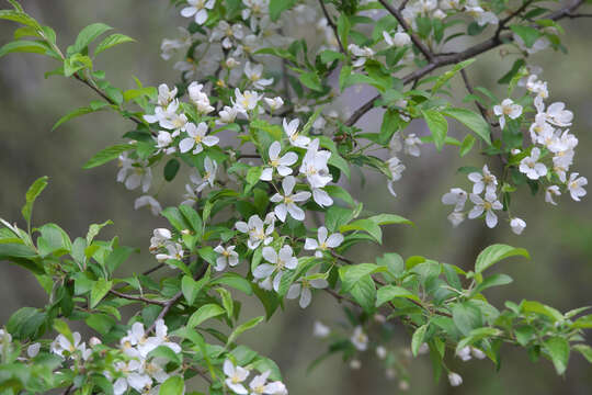 Image of Manchurian crab apple