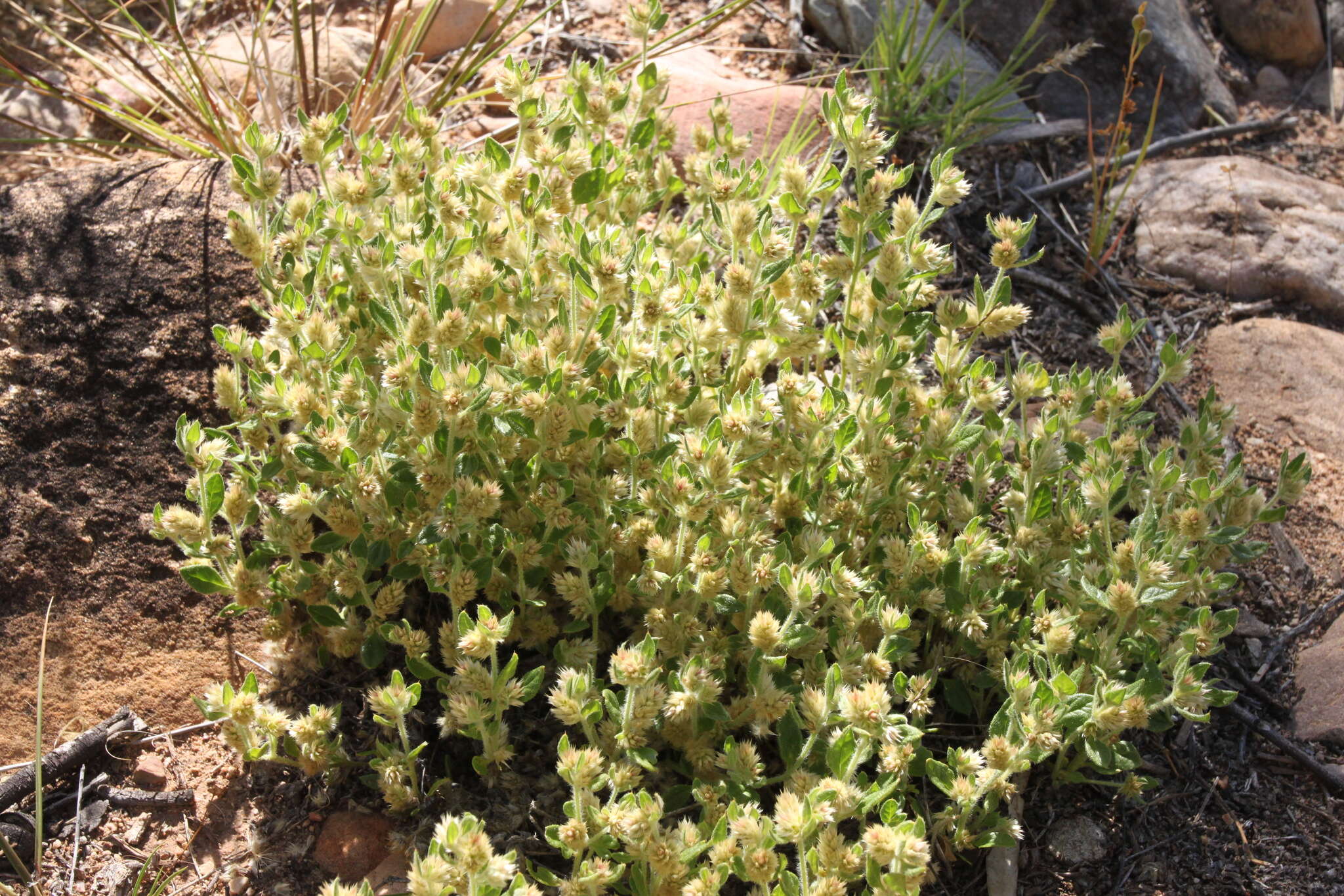 Ptilotus decipiens C. A. Gardner的圖片