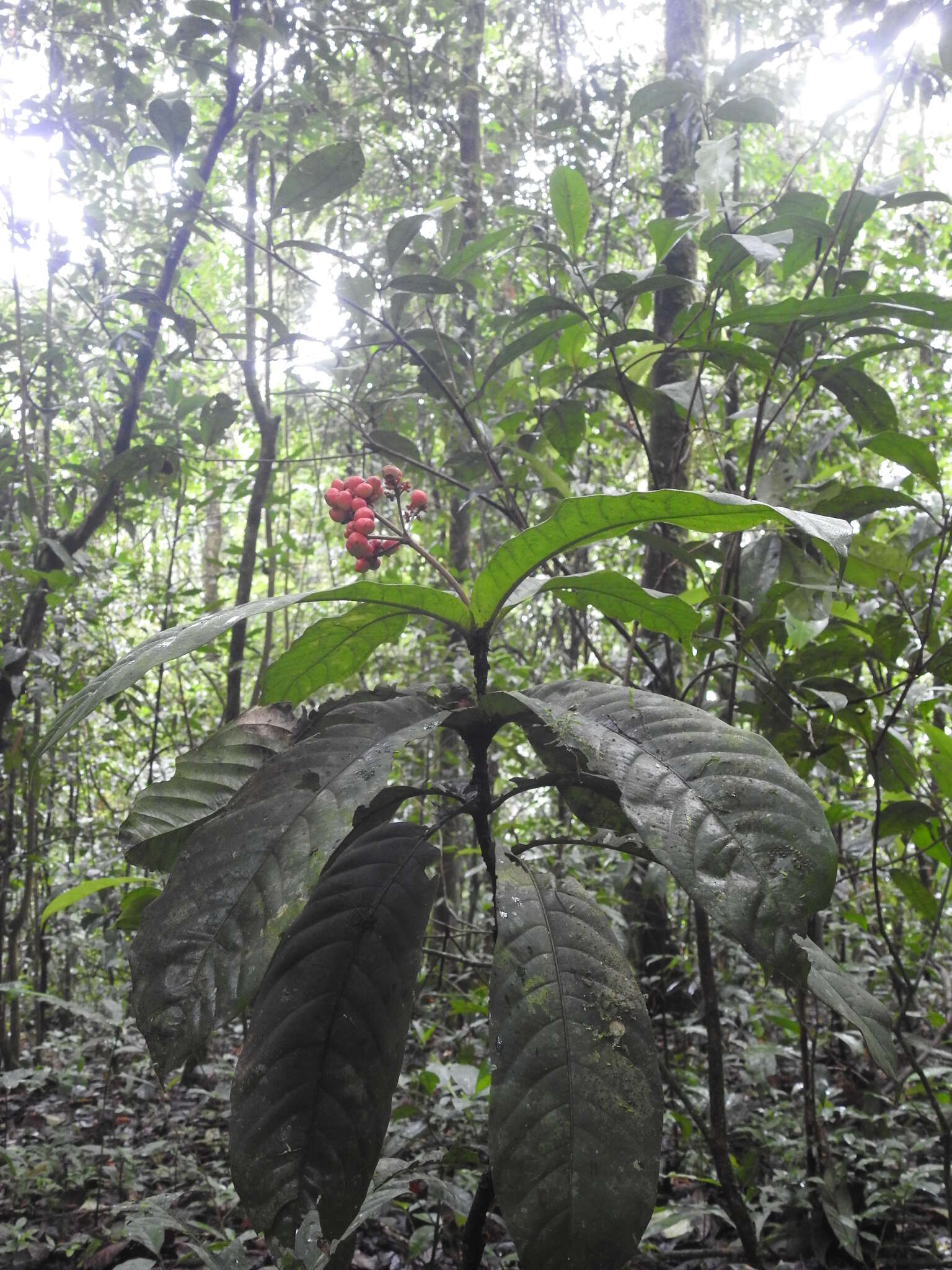 Imagem de Ixora piresii Steyerm.