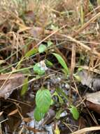 Image of Swamp Snakeherb