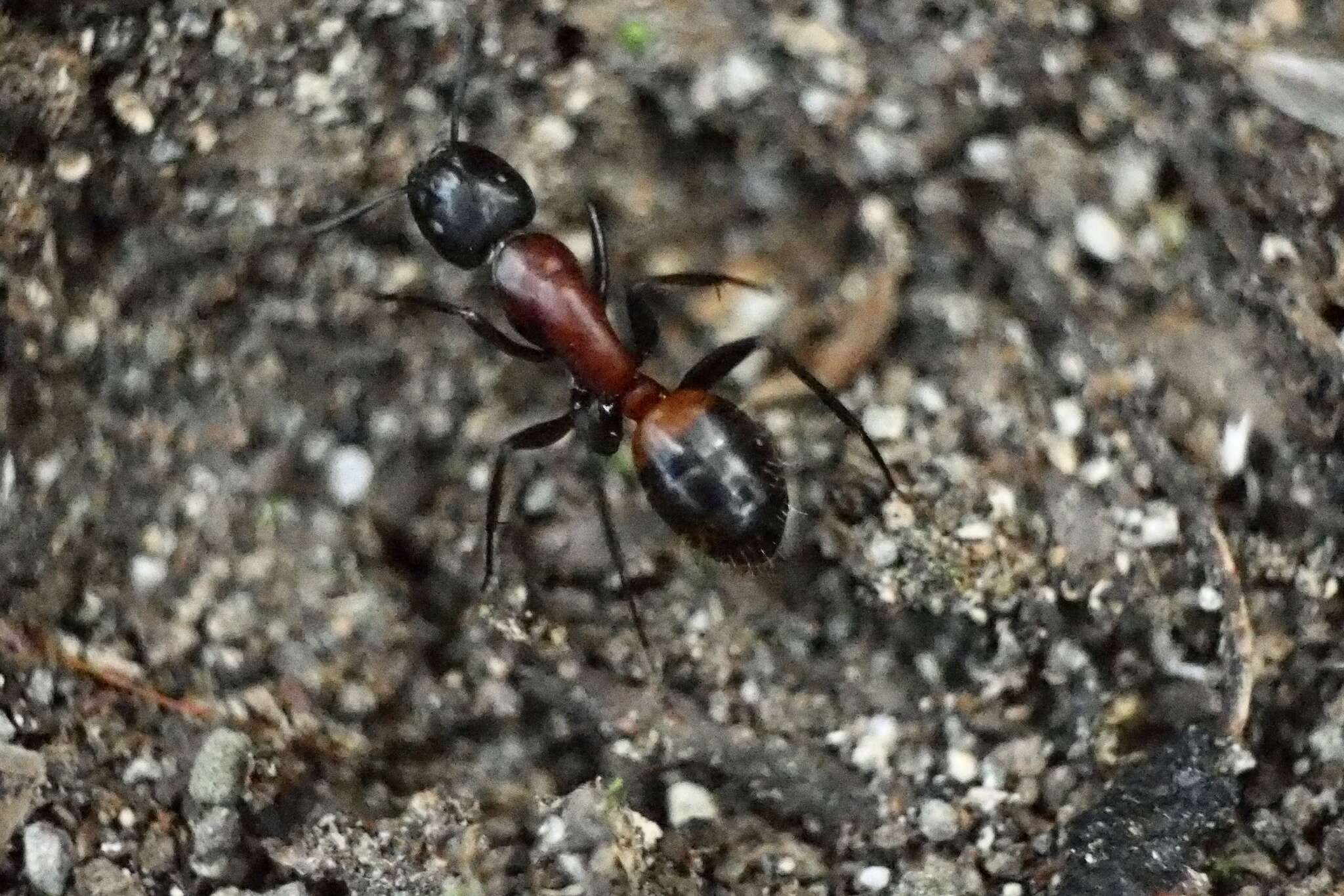 Image of Camponotus obscuripes Mayr 1879