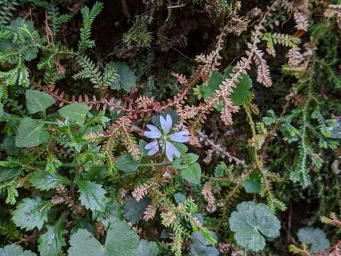 صورة Nubelaria arisanensis