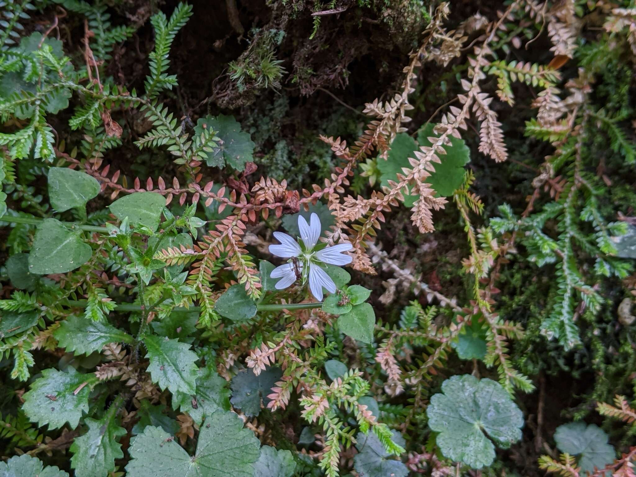 Слика од Nubelaria arisanensis