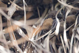 Image of Asiatic Lesser Yellow House Bat