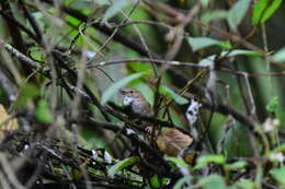 Image of Taiwan Bush Warbler
