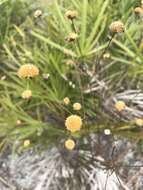 Image of coastal plain honeycombhead