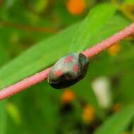 صورة Cyrtonota tristigma (Boheman 1850)