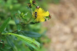 Image of Dianthidium subrufulum Timberlake 1943