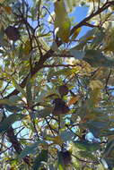 Image of Grevillea glauca Banks & Sol. ex Knight