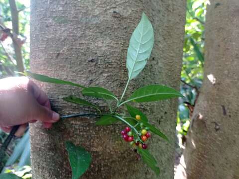 Image of Psychotria carthagenensis Jacq.