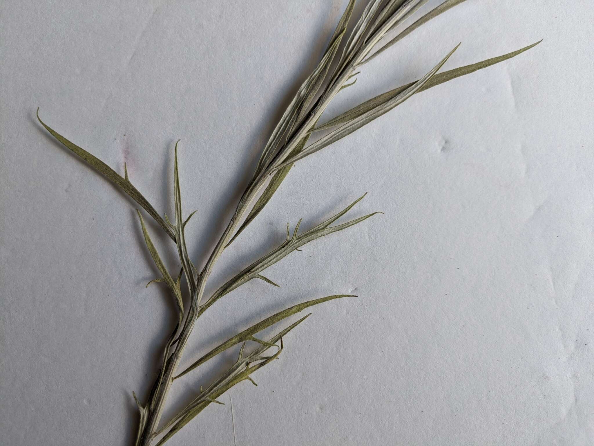 Image of longleaf wormwood