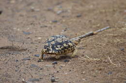 Image of Stigmochelys