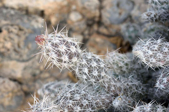 Image of Corynopuntia moelleri (A. Berger) F. M. Knuth