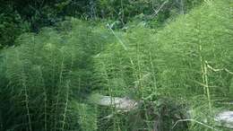 Image of Great Horsetail