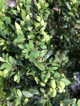 Image of Boxwood Psyllid