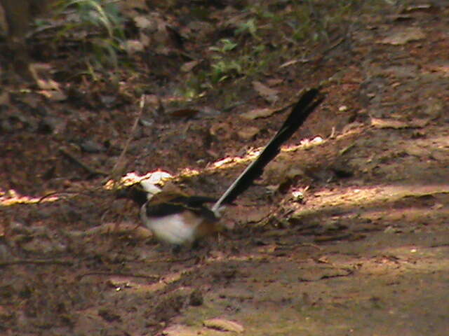 Image of White-bellied Treepie