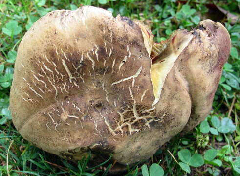 Image of Rubroboletus rhodosanguineus (Both) Kuan Zhao & Zhu L. Yang 2014