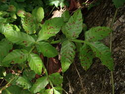 Слика од Paullinia pinnata L.