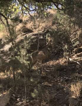 Image of Odocoileus virginianus couesi (Coues & Yarrow 1875)