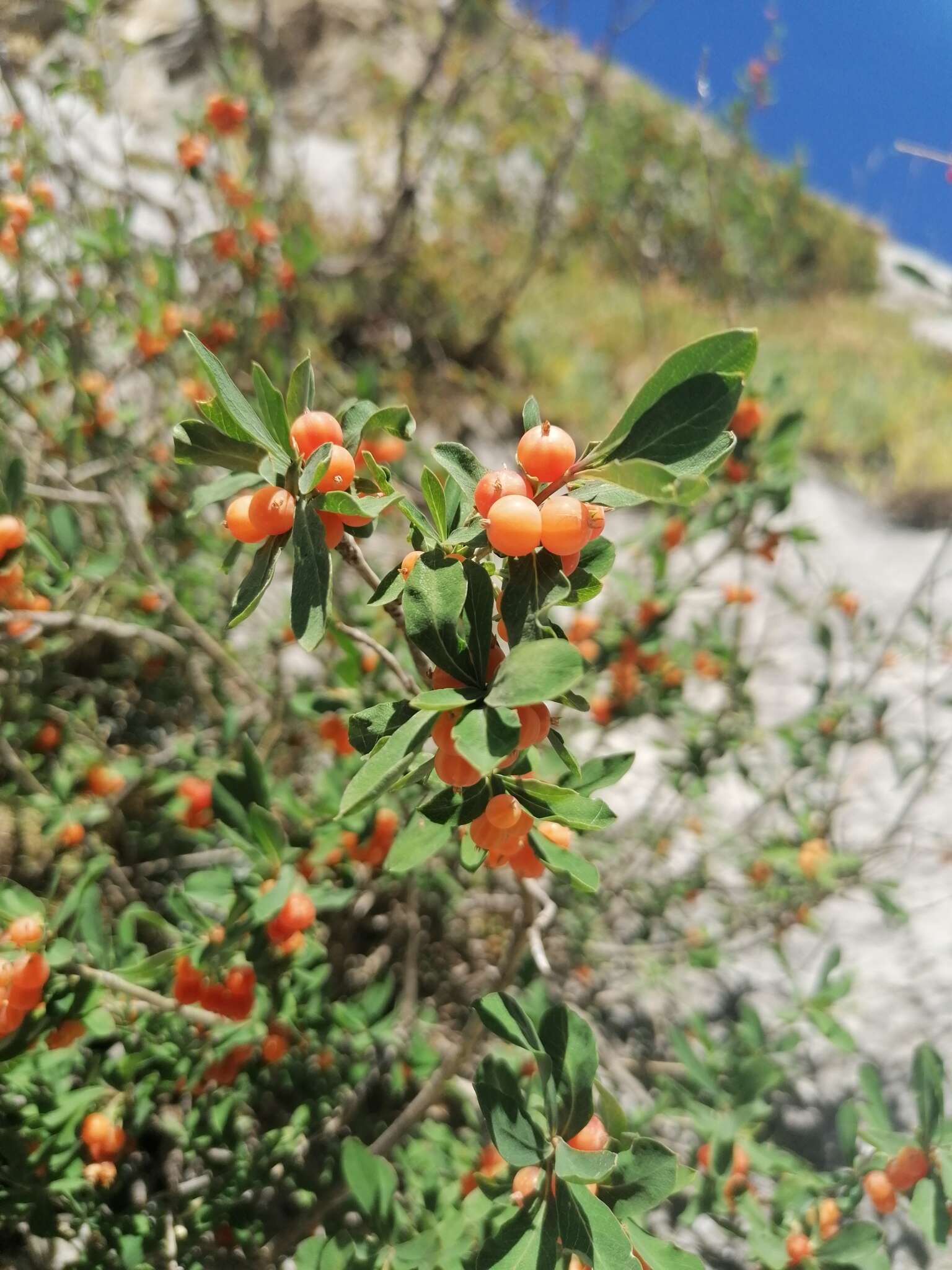 Image of Lonicera pyrenaica L.