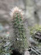 صورة Corryocactus apiciflorus (Vaupel) Hutchison