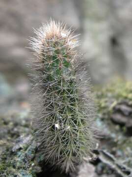 Image of Corryocactus apiciflorus (Vaupel) Hutchison