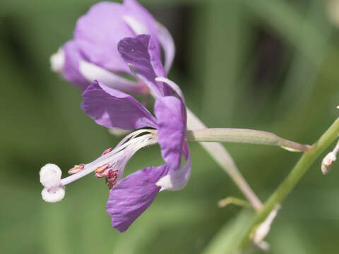 Image of fireweed