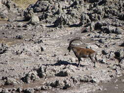 Image of Walia Ibex