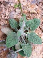 Sivun Verbascum arcturus L. kuva