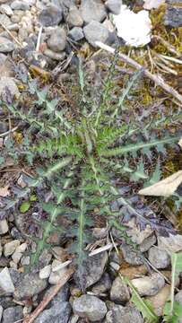 Imagem de Cirsium palustre (L.) Scop.