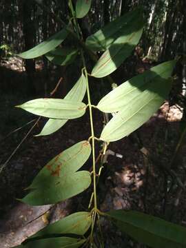 Sivun Ripogonum discolor F. Muell. kuva