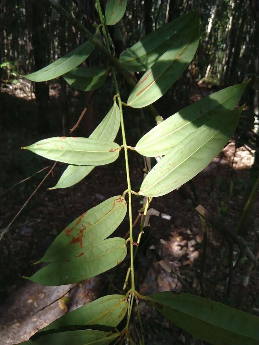 Image of Ripogonum discolor F. Muell.