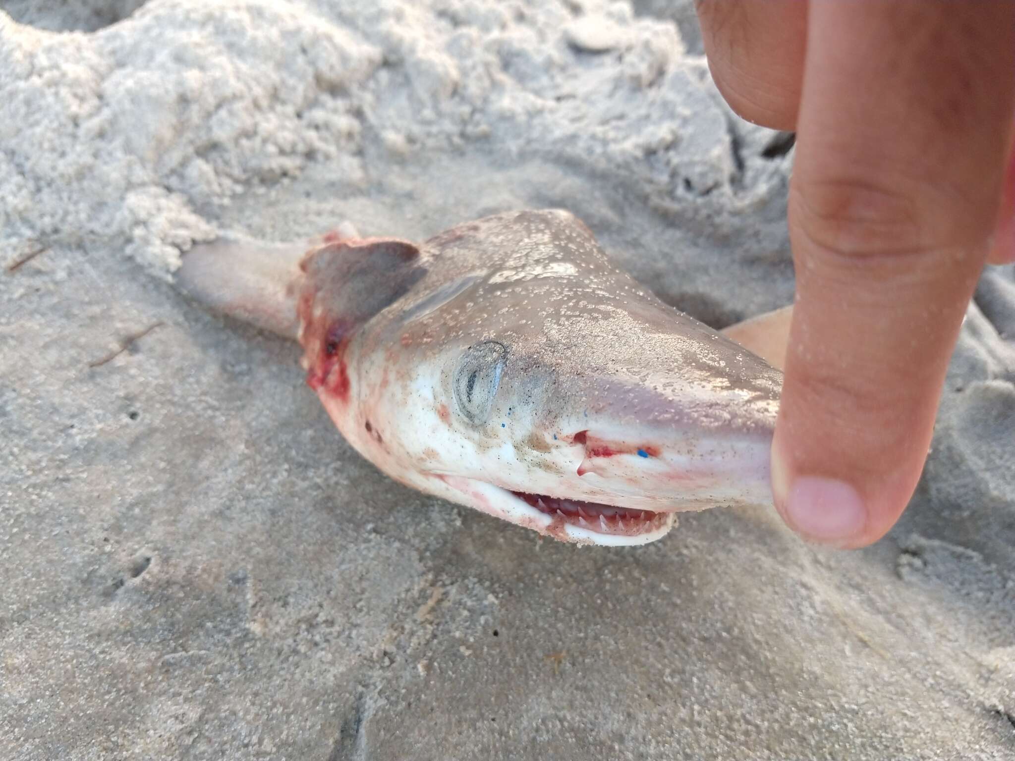 Image of Brazilian Sharpnose Shark