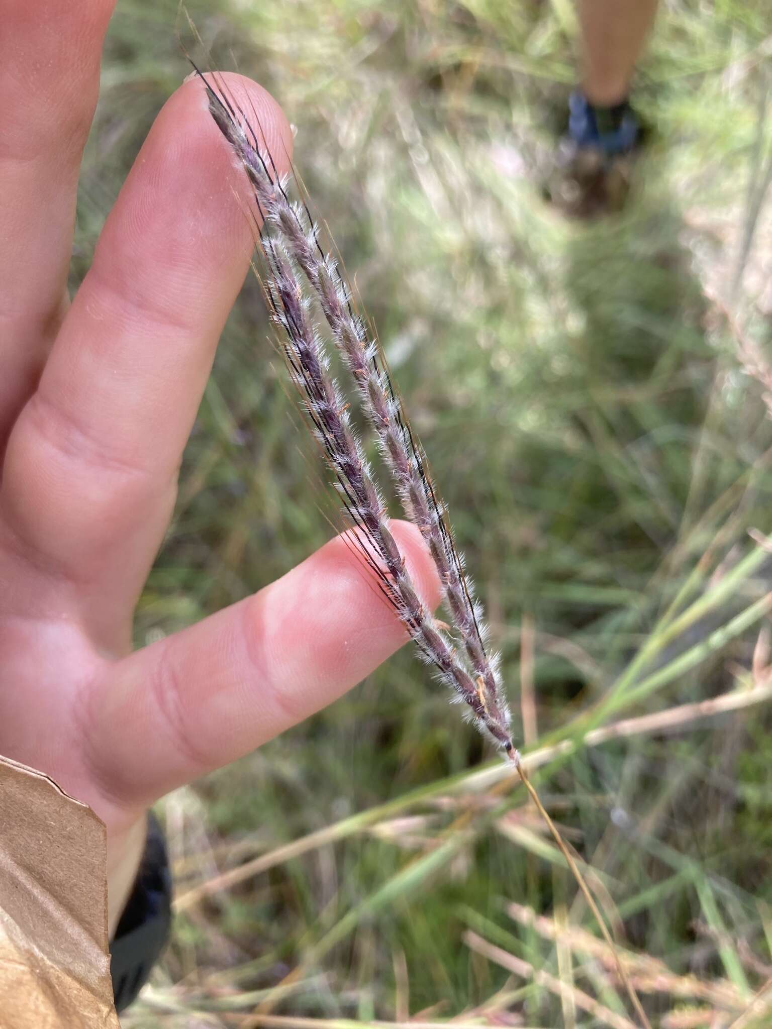 Image of Dichanthium setosum S. T. Blake