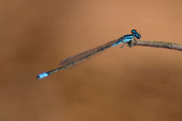 Image of Turquoise Bluet