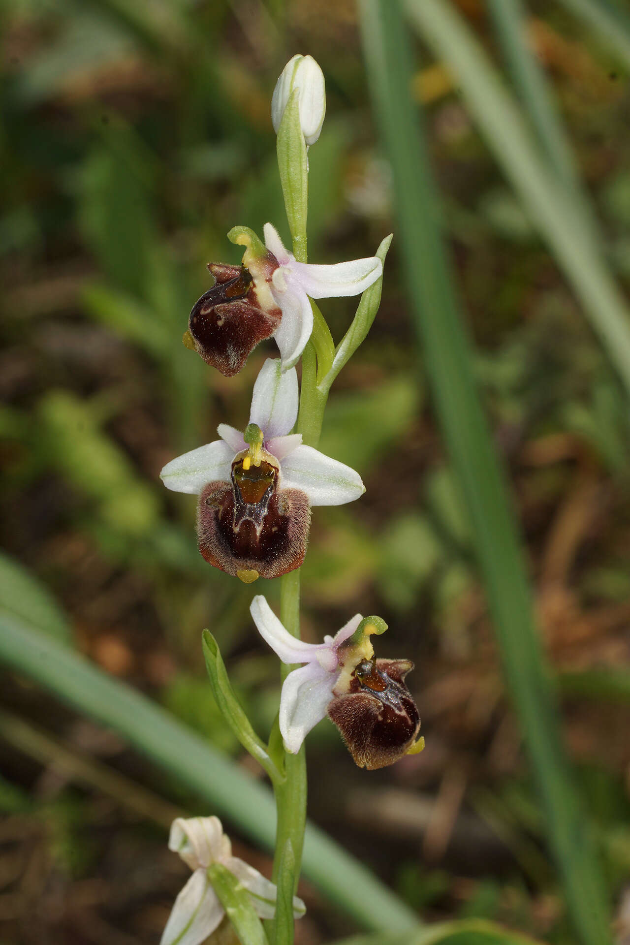 Image of Ophrys fuciflora subsp. heterochila