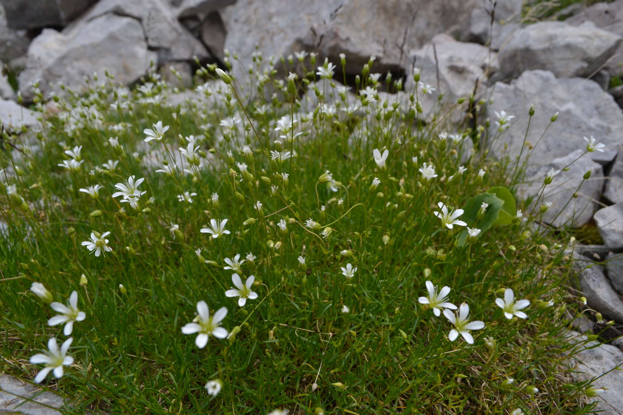 Imagem de Sabulina austriaca (Jacq.) Rchb.