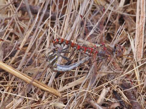 Image of Variegated Meadowhawk