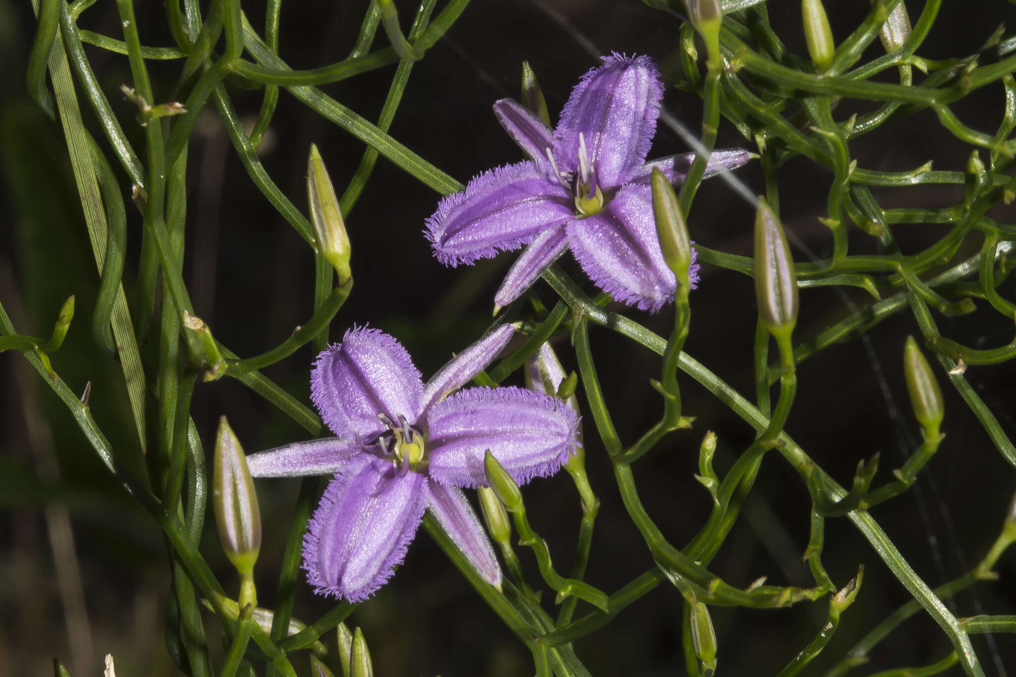 Image of Thysanotus manglesianus Kunth