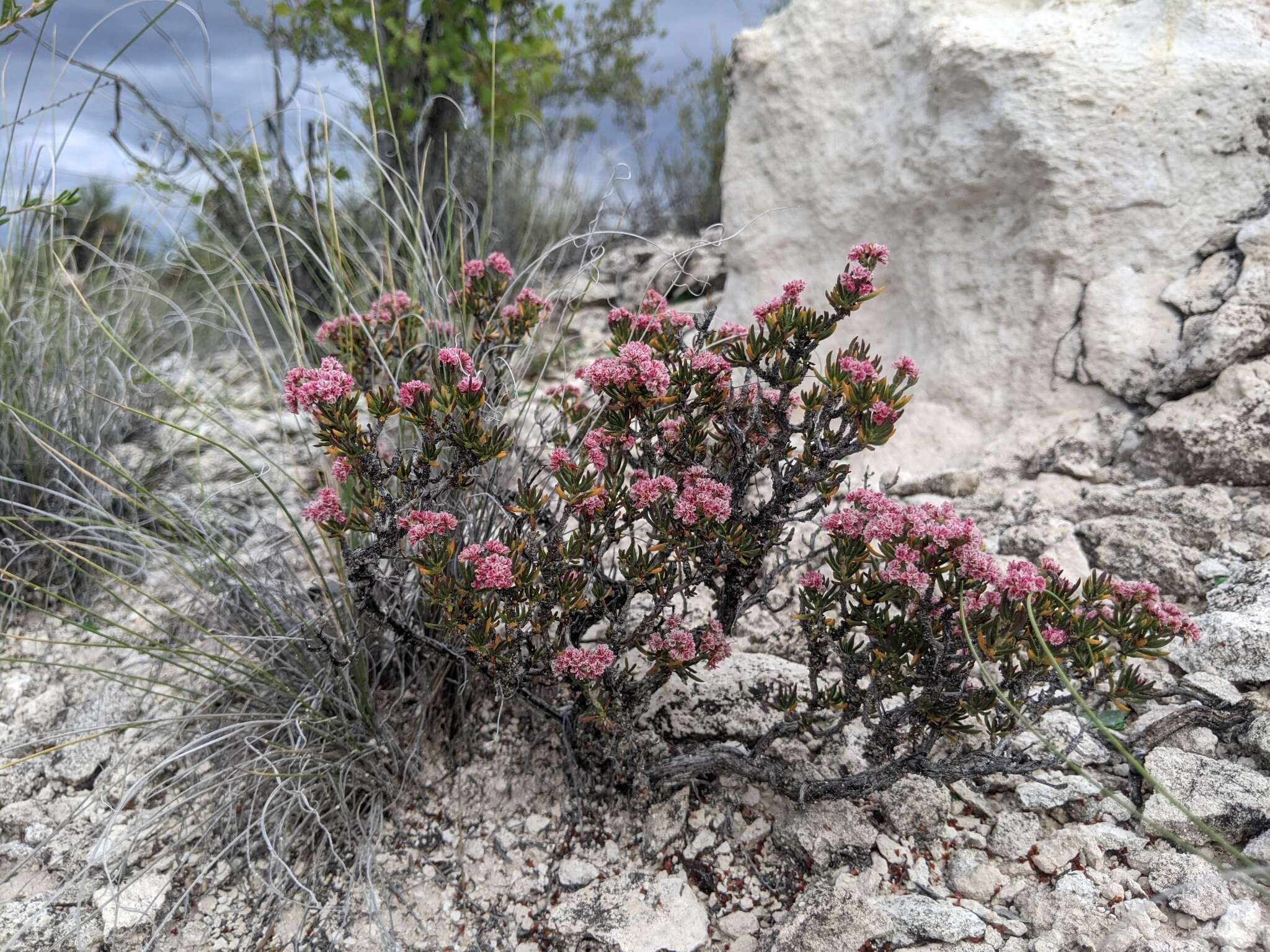 Imagem de Eriogonum ericifolium Torr. & Gray