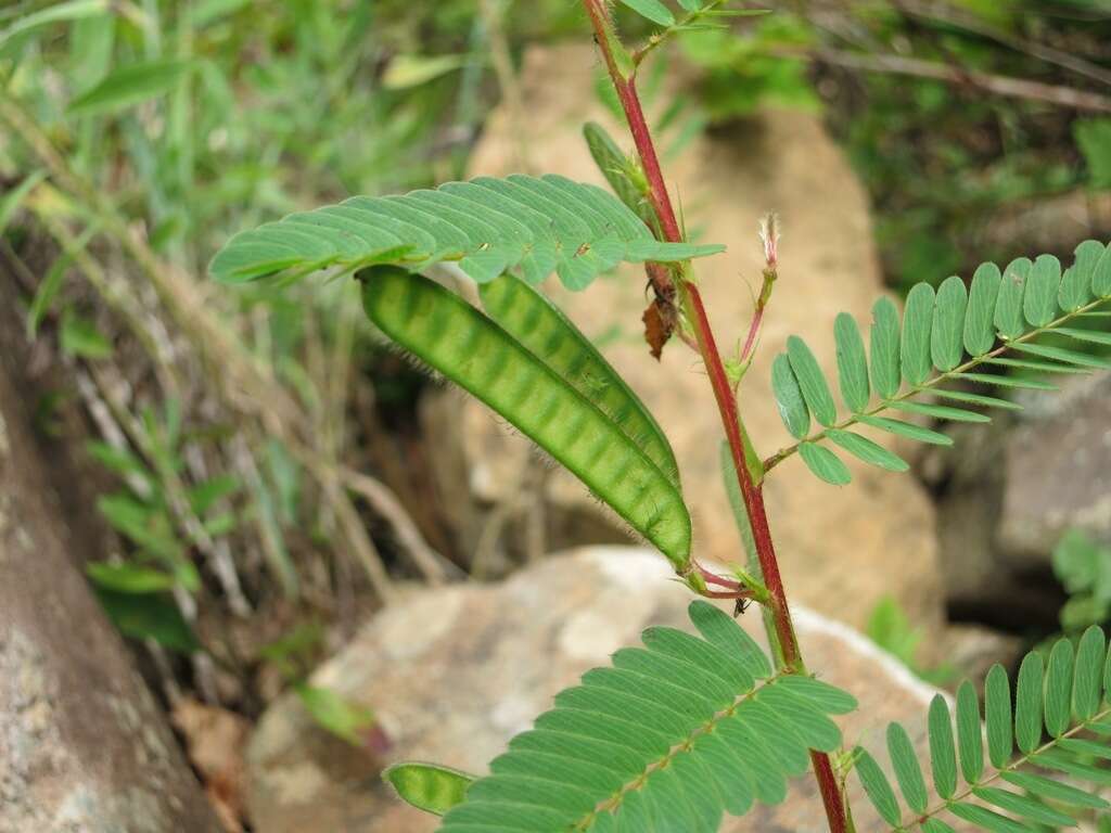 Image of partridge pea