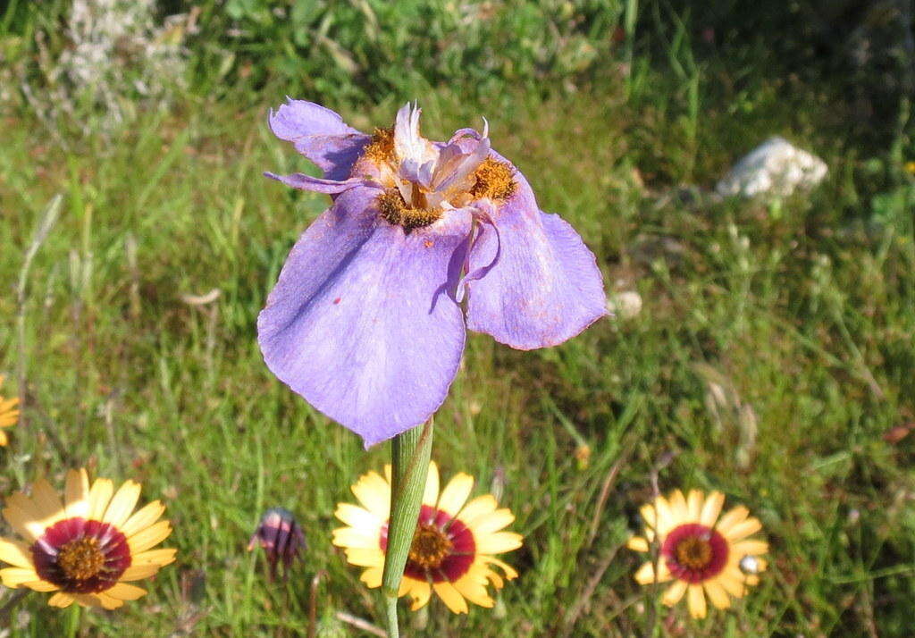 Image of Moraea calcicola Goldblatt